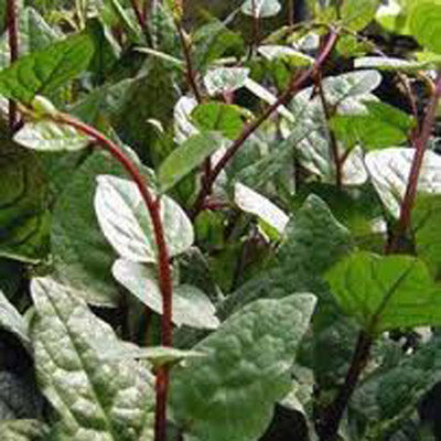 Malabar Climbing Spinach – Nichols Garden Nursery
