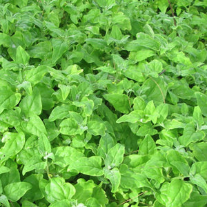 New Zealand Everlasting Spinach