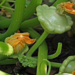 TomorrowSeeds Benning’s Green Tint Patty Pan Squash – 40+ Seeds, 2025 Harvest