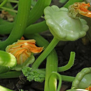 Benning Green Tint Patty Pan type Summer Squash