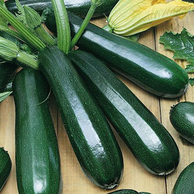 Dark Green Zucchini – Nichols Garden Nursery