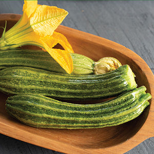 Pantheon Zucchini photo from Johnnys Selected Seeds