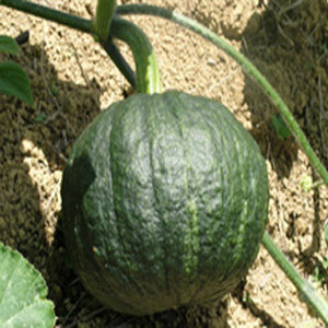 Tetsukabuto Squash (F1)