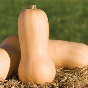 Waltham Butternut Winter Squash