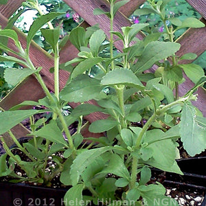 Stevia Seed