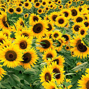 images of sunflower plant
