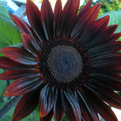 Chocolate sunflower deals