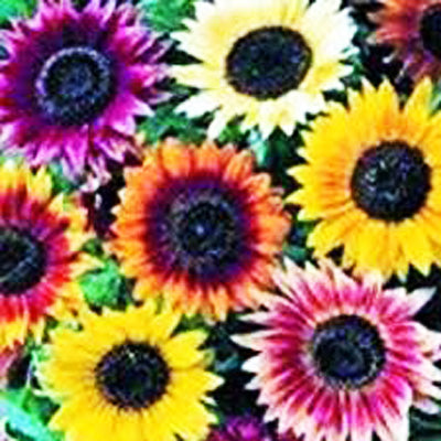 Summer Beauty Sunflower Mix