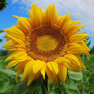 Titan Sunflower Organic OUT OF STOCK