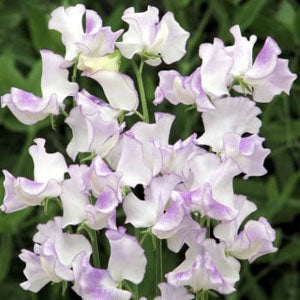 High Scent Sweet Pea