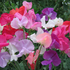 Large mixed color blooms of Early Mammoth Sweet Pea