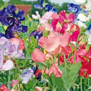 Early Multiflora Sweet Pea