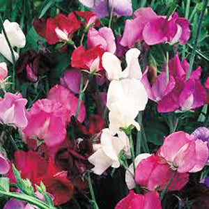 Old Spice Sweet Pea Mix