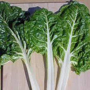 French Swiss Chard