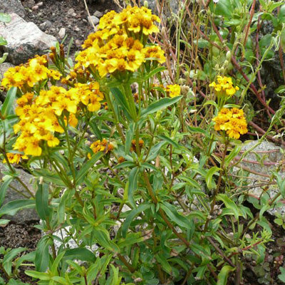 Tagetes lucida or Mexican Marigold