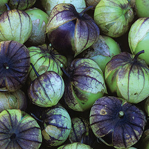 Purple De milipa Tomatillo