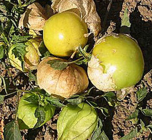 Tomatillo