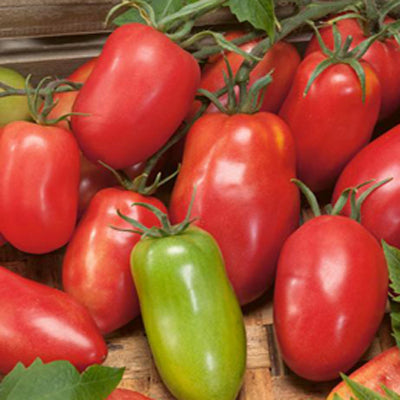 Amish Paste Tomato ORGANIC – Nichols Garden Nursery