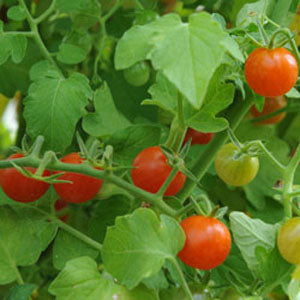 Currant "Sweet Pea" Tomato