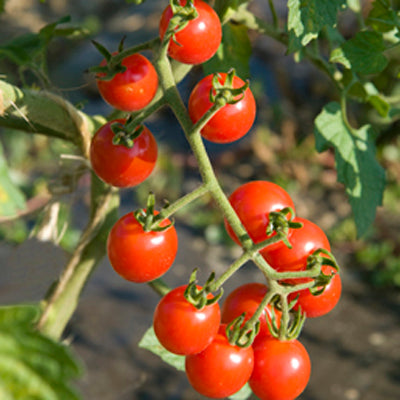 Jasper Cherry (F1) Tomato ORGANIC – Nichols Garden Nursery