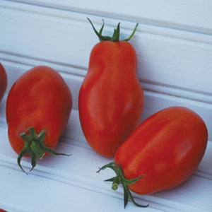 Martino's Roma Tomato