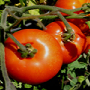 Oregon Spring Tomato