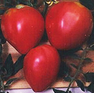 Oxheart Giantissimo Tomato