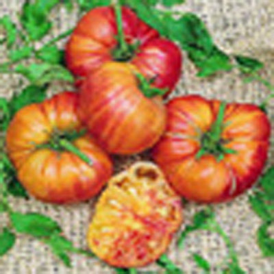 pineapple tomato plants Pineapple Tomato – Nichols Garden Nursery