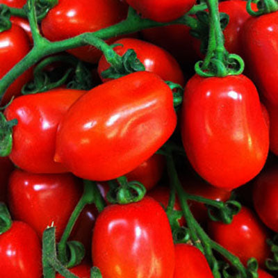 San Marzano Paste Tomato