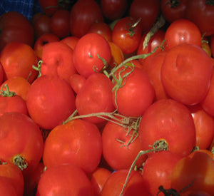 Willamette Tomato