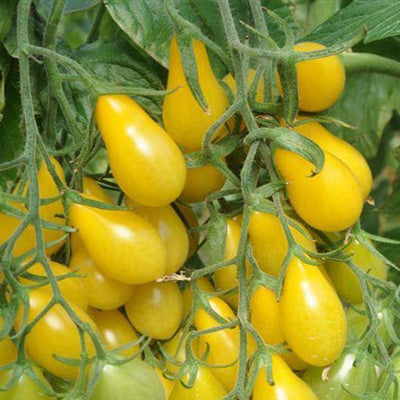 Yellow Pear Tomato – Nichols Garden Nursery