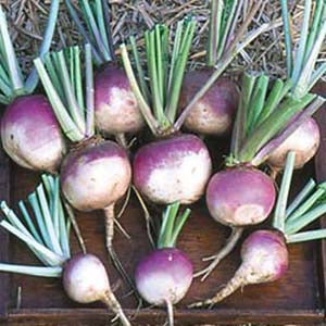 Purple Top White Globe Turnip