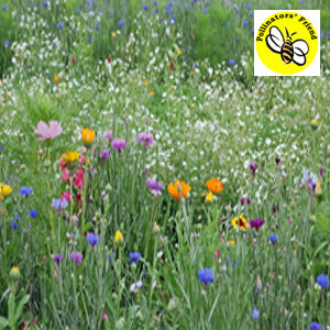 wild flower seed Wildflowers Mix, Pacific Northwest – Nichols Garden Nursery