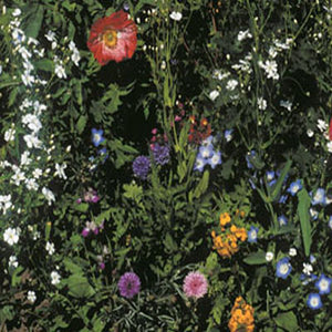 shade wildflowers seeds Wildflower Mix, Shady Blend – Nichols Garden Nursery