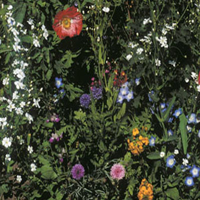 wildflower seed mix for shaded areas Wildflower Mix, Shady Blend – Nichols Garden Nursery