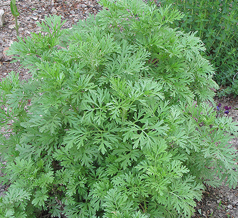 wormwood plant care indoors Wormwood – Nichols Garden Nursery