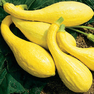 Golden Crookneck Summer Squash