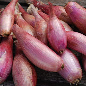 Zebrune Shallot OUT OF STOCK
