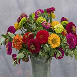 Benary's Giant Zinnia Mix OUT OF STOCK
