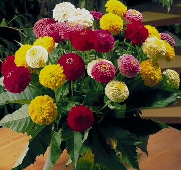 オーデリック ODELIC Zinnia OP087215 Zinnia, Oklahoma Mix – Nichols Garden Nursery