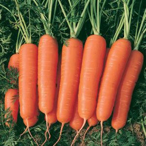 Scarlet Nantes Carrot – Nichols Garden Nursery