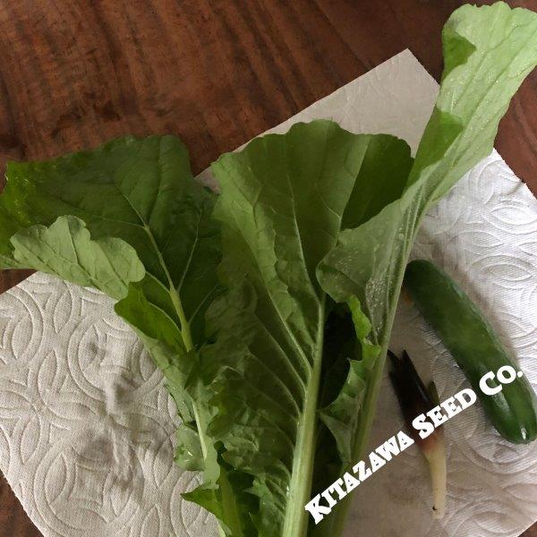 Gai Choi mustard with broad green leaves.