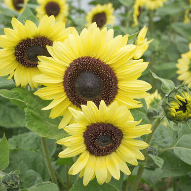Valentine Sunflower, Bright yellow petals with a dark center. Photo Credit: Johnny's Selected Seeds