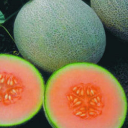 ☆chestnus & melon Juice Head Nicotine Pouches Peach Pineapple Mint - BnB Tobacco