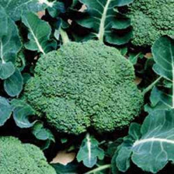 Belstar Broccoli Organic
