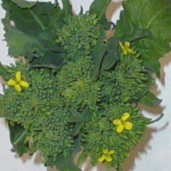 Sorrento Early Fall Rapini Broccoli Raab