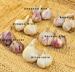Garlic Sampler SHIPS IN EARLY SEPTEMBER
