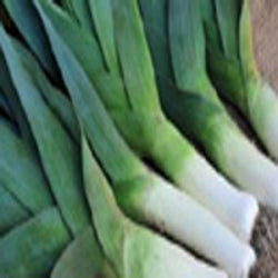 Giant Musselburg Leek