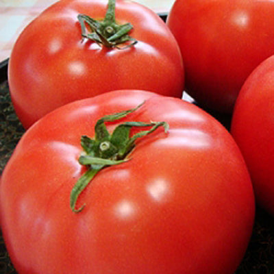 Momotaro Tomato (F1) – Nichols Garden Nursery