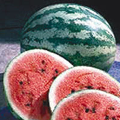 planting crimson sweet watermelon seeds Crimson Sweet Watermelon – Nichols Garden Nursery
